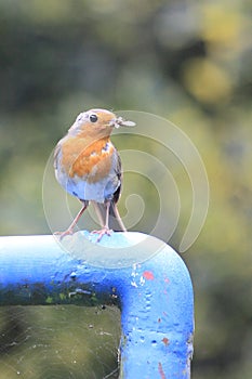 Red robin with fly in its beak