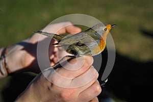 Red robin in the human hand