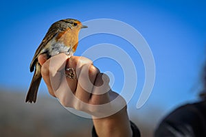 Red robin in the human hand