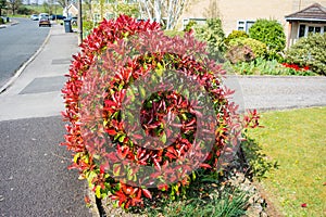 Red robin photinia bush