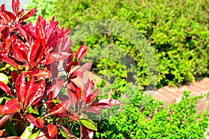 Red robin (photinia fraseri) hedge plant