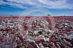 Red Robin plant, meadow in rocky soil.