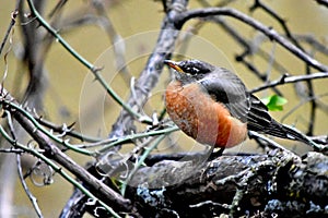 Red Robin, puffed up against the cold damp day