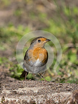 Red robin sitting on the ground