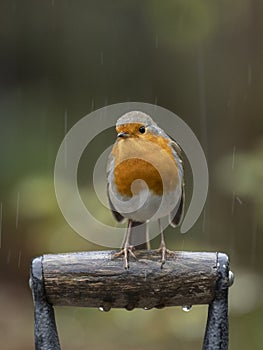 Red robin on a spade handle in the rain