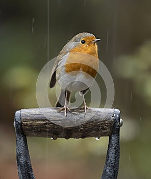 Red robin on a spade handle in the rain