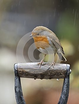 Red robin on a spade handle in the rain