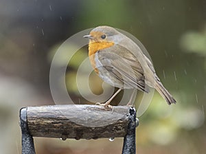 Red robin on a spade handle in the rain