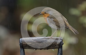 Red robin on a spade handle in the rain