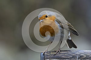 Red robin on a spade handle in the rain