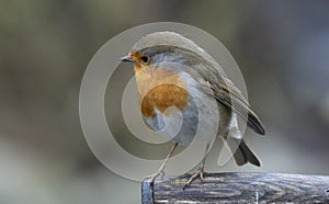 Red robin on a spade handle in the rain