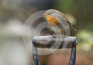 Red robin on a spade handle in the rain