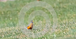 Red robin standing in green grass