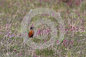 Red Robin among the wildflowers