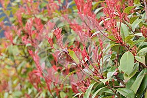 Red robin young leaves