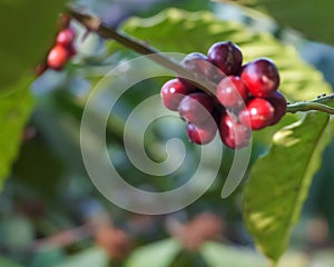 Red robusta coffee fruits on a coffee tree trunk photo