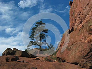 Red Rock Ampitheater with Pine