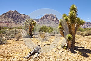 Red Rock Canyon cactus trees Nevada.