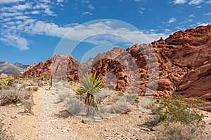 Red Rock Canyon - Close up view of rock formation of Aztec sandstone slickrock rock formation on the Calico Hills Tank Trail