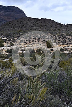 Red Rock Canyon Conservation Area, Nevada photo