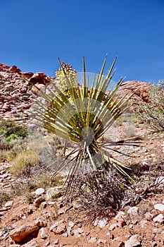 Red Rock Canyon Conservation Area, Nevada, USA