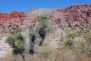 Red Rock Canyon in Las Vegas