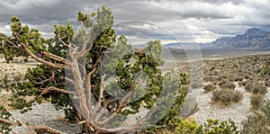 Red Rock Canyon National Conservation Area