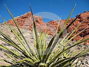 Red Rock Canyon Nevada