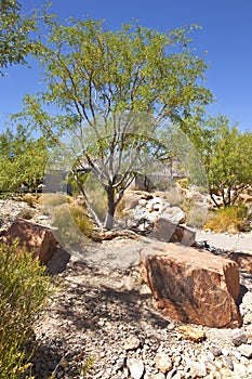 Red Rock Canyon Nevada.