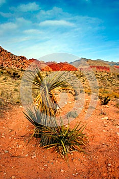 Red Rock Canyon, Nevada