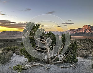 Red Rock Canyon,Nevada
