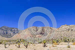 Red Rock Canyon panoramic, Mojave Desert, Nevada, USA