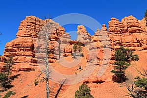 Red Rock Canyon State Park, Utah, Hoodoos and Bristlecone Pines, Desert Southwest, USA