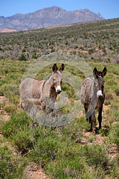 Red Rock Canyon Wild Burros photo