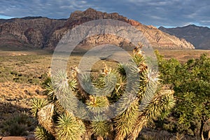 Red Rock Canyon - Yucca brevifolia (Joshua tree) with scenic view of vast desert landscape and Wilson cliffs of Red Rock Canyon