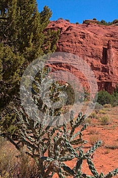 Red Rock Chola Cactus