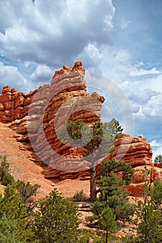 Red Rock Cliff Hoodoos Pillar Spires Rise Above The Pine Trees I