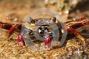 Red Rock Crab - Bonaire