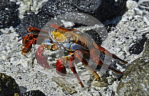 Red Rock Crab, Galapagos Islands, Ecuador photo