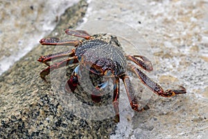 Red Rock Crab (Sally Lightfoot Crab) close up, on rock.