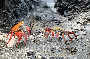 Red rock crabs battle for territory