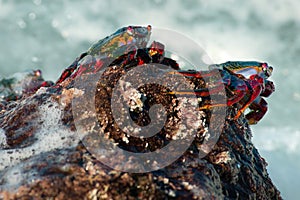 Red rock crabs, in La Bombilla, La Palma