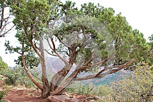 Red Rock Landscape and Tree in Colob Canyon, Zion National Park, Utah