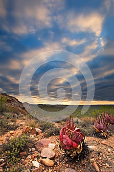 Red rock mountain with arch sunset clouds near Calitzdorp in Sou