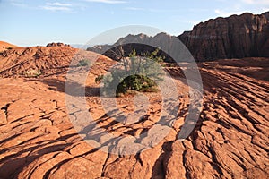 Red rock of the petrified sand dunes with a determined shrub