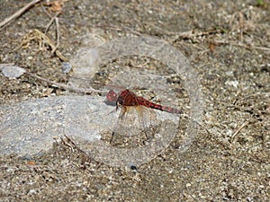 Red Rock Skimmer dragonfly, Arroyo Seco river, California