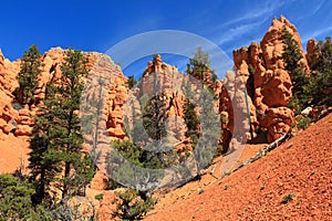 Red Rock State Park Sandstone Hoodoos and Bristlecone Pines in Southwest Desert Landscape, Utah, USA