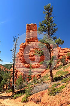 Red Rock State Park, Utah, Red Sandstone Hoodoo and Pine Trees, Desert Southwest, USA