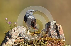 red rocker in the mountain