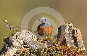 Red rocker in the mountain
